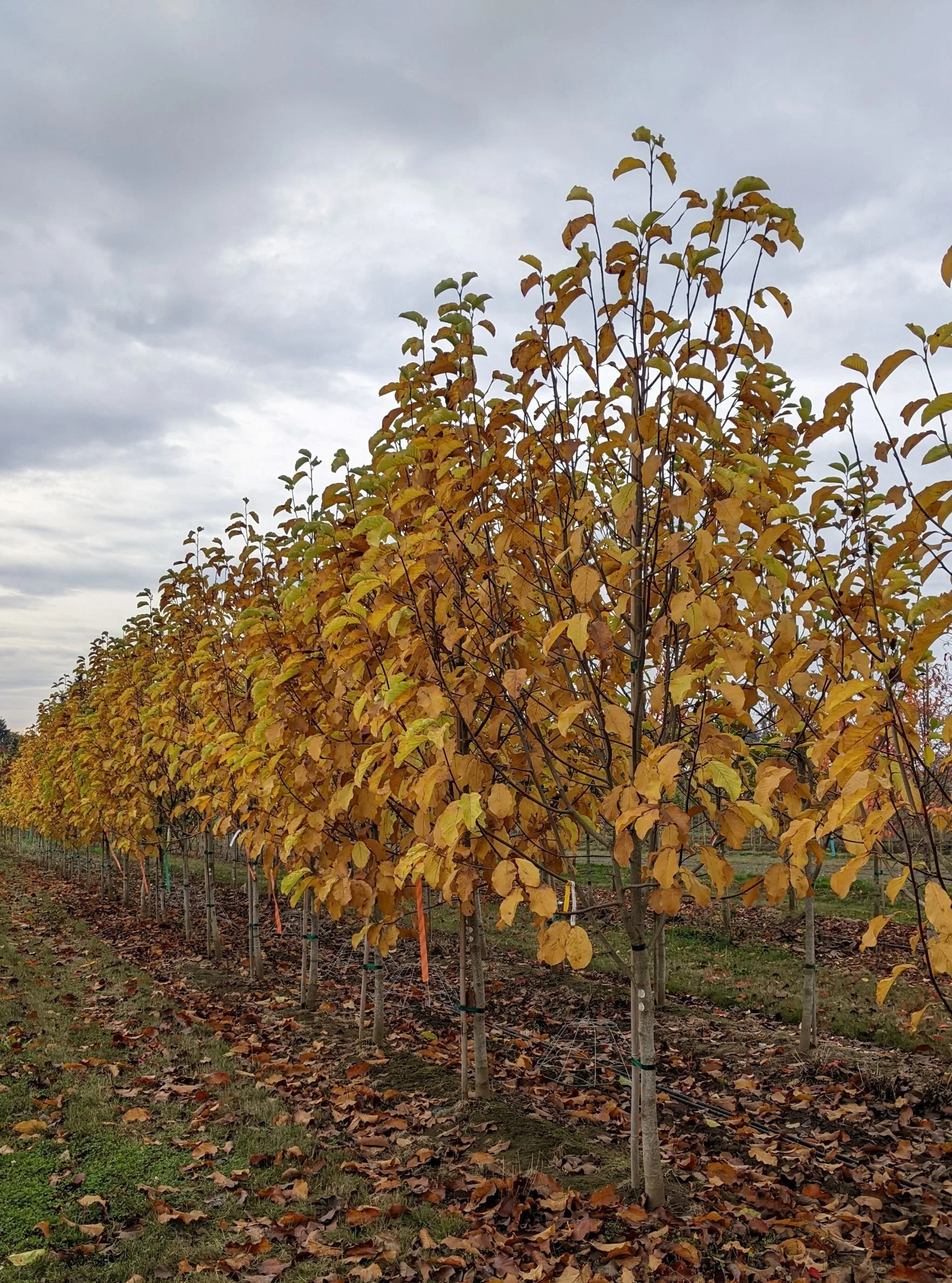 Mercury® Magnolia | Magnolia 'NCMX1' — Northwest Shade Trees